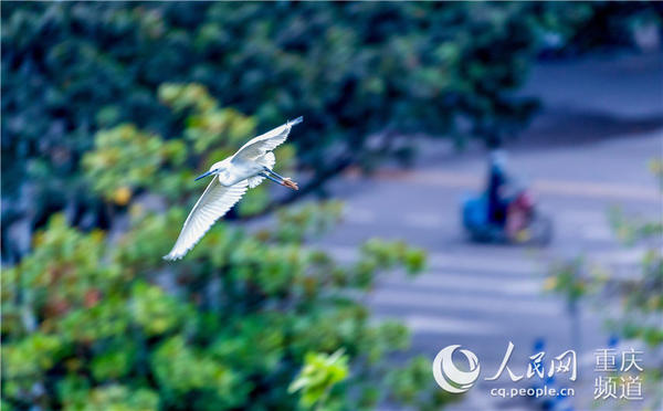 白鹭在重庆市南川城区上空飞翔起舞。瞿明斌 摄